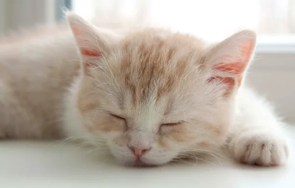 Кошка, поза, котенок, сон, окно, рыжий, спит, лежит