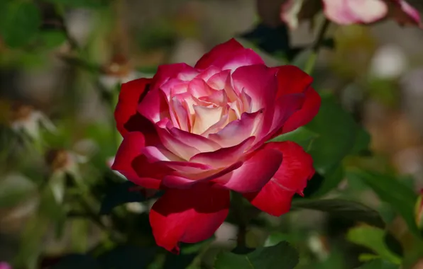 Картинка листья, цветы, красный, фон, розы, сад, бутоны, алая