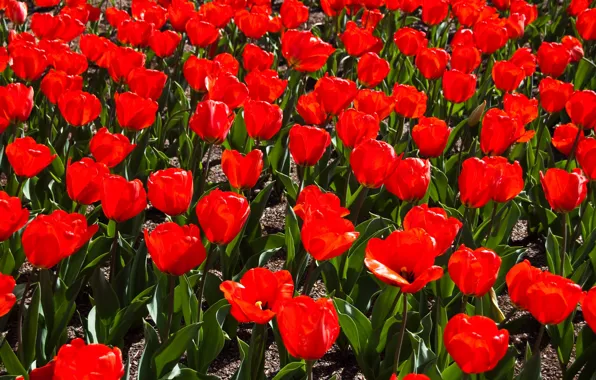 Картинка Поле, Весна, Spring, Field, Red tulips, Красные тюльпаны