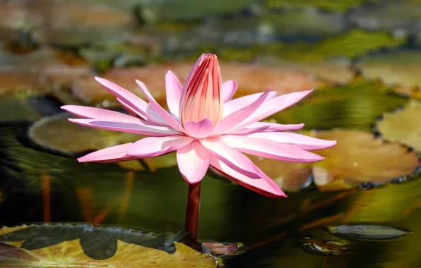Картинка цветок, пруд, заводь, водяная лилия