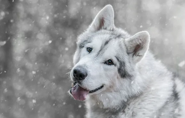 Картинка зима, язык, взгляд, морда, снег, волк, собака, пасть
