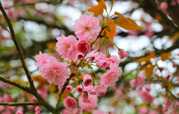 Flower, spring, twig, blooming, Japanese cherry