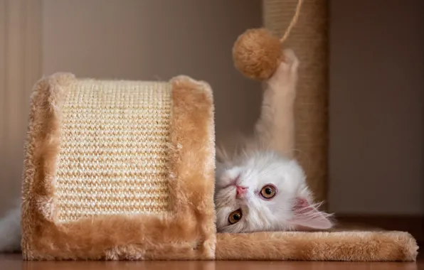 Кошка, белый, взгляд, поза, котенок, игра, лежит, мордашка