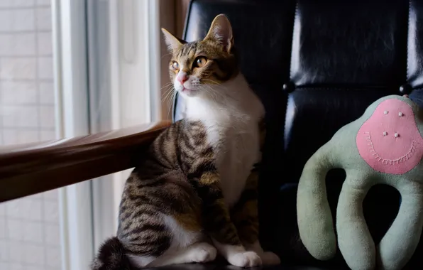 Кошка, кот, взгляд, комната, игрушка, кресло, окно, полумрак