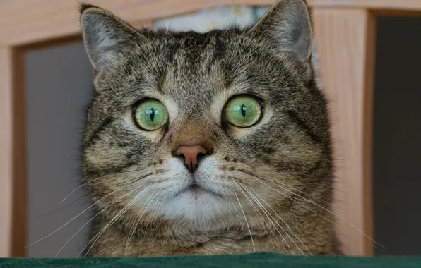 Картинка кошка, кот, взгляд, мордочка, глазища