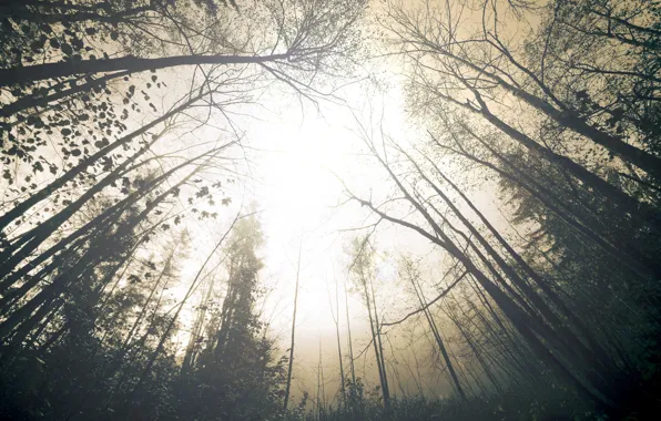 Картинка лес, небо, деревья, природа, туман, дымка