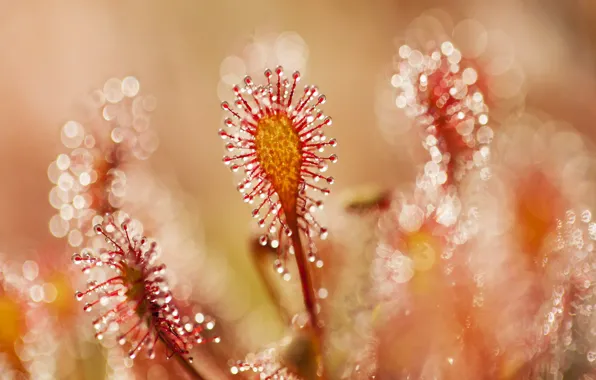 Картинка блики, растение, боке, круглолистная, Drosera rotundifolia, росянка