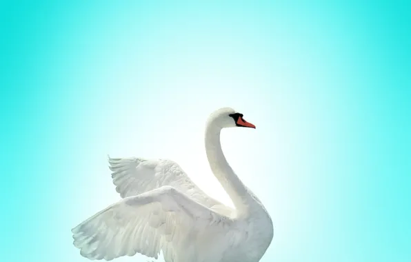 Swan, bird, lake