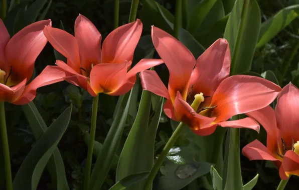 Тюльпаны, Tulips, Оранжевые тюльпаны, Orange tulips