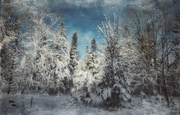 Лес, снег, фильтр, winter calm