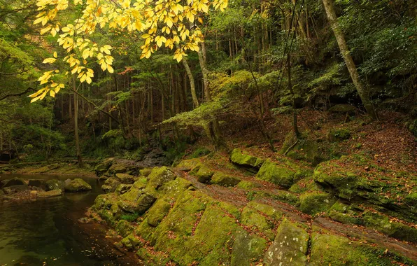 Картинка осень, лес, деревья, скала, река, камни