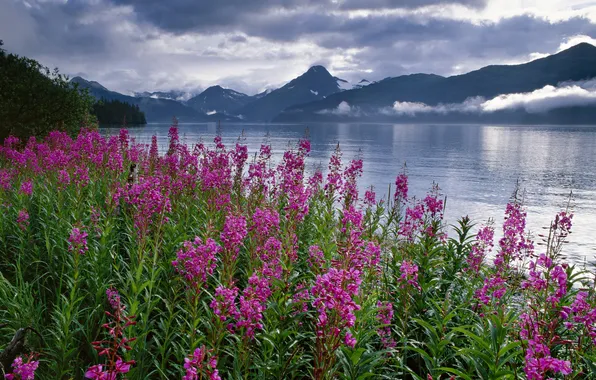 Небо, облака, цветы, горы, природа, озеро, Аляска, США
