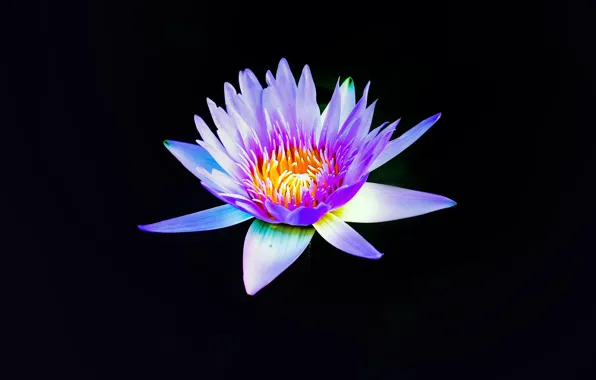 Flower, purple, petals, bloom