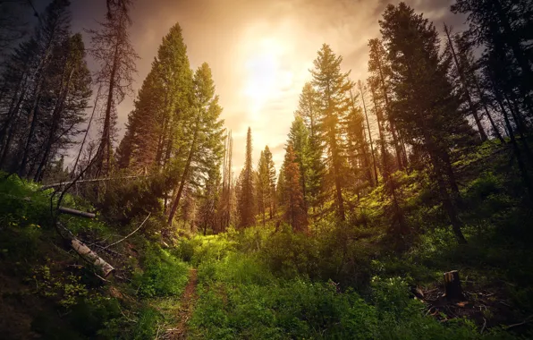 Лес, природа, утро