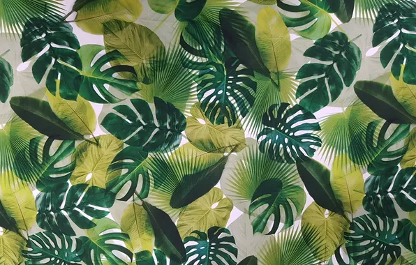 Фон, Background, Tropical Leaves, Тропические Листья