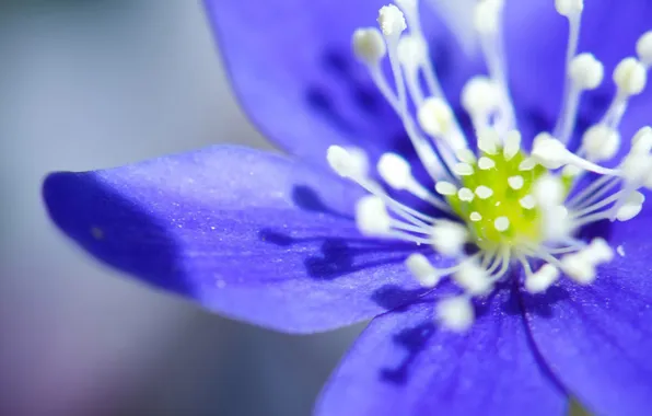 Картинка цветок, макро, синий, лепестки