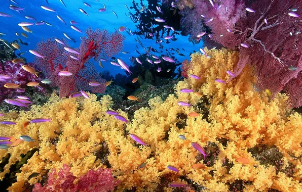 Рыбы, желтый, фото, кораллы, лиловый