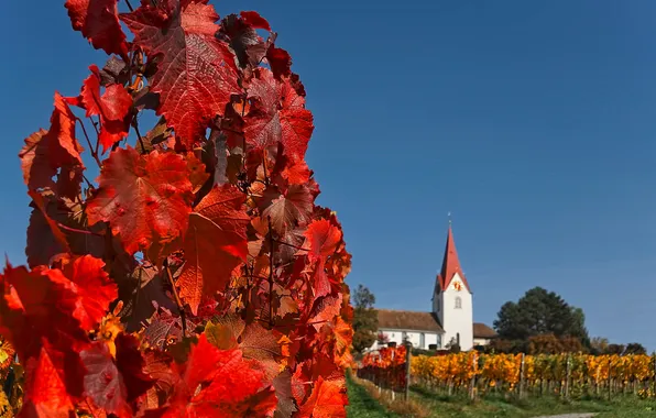 Картинка осень, небо, листья, дом, башня, Швейцария, церковь, виноградник