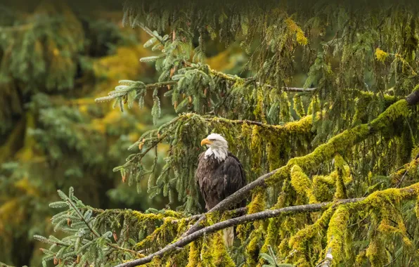 USA, Alaska, Tongass National Forest, Bald eagle