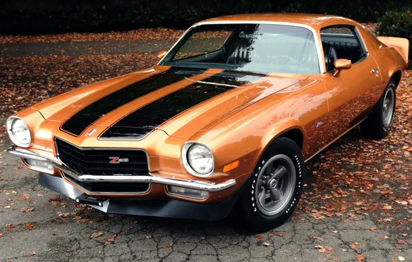 Листья, оранжевый, фон, купе, Chevrolet, Камаро, Шевроле, 1971