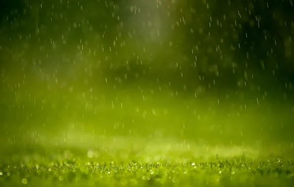 Картинка зелень, трава, капли, брызги, дождь