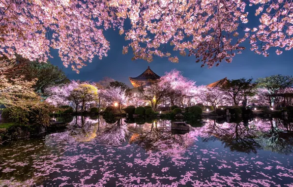 Картинка свет, цветы, ночь, город, огни, пруд, весна, Япония