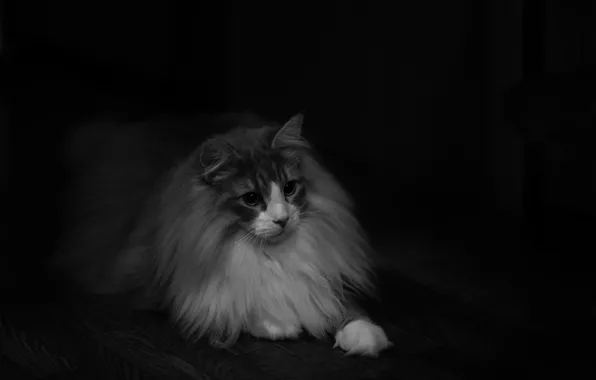 Кошка, взгляд, шерсть