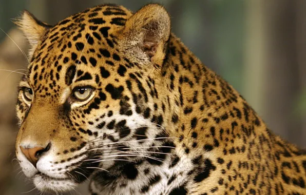 Кошка, Ягуар, пятна, jaguar