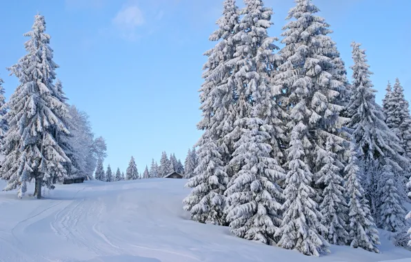 Картинка зима, дорога, небо, снег, деревья, следы, дом, забор