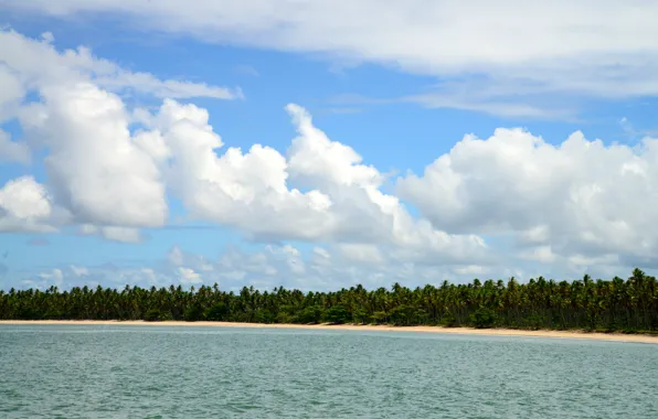 Nature, Landscapes, Brazil, Bahia, South American