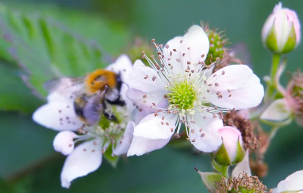 White, flower, insect