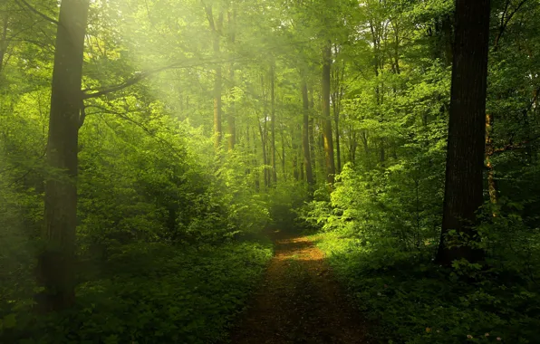 Картинка nature, pathway, Green forest, sunrays through trees, woods trails