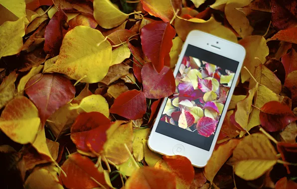 Картинка осень, фото, листва, apple, iphone, photo, photographer, Jamie Frith