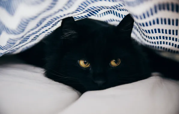 Кошка, кот, взгляд, поза, черный, кровать, портрет, покрывало