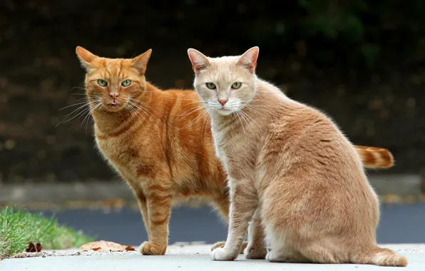 Коты, пара, рыжие