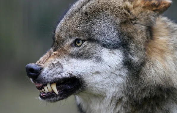 Картинка nature, face, animal, wolf, wildlife, head, fur, mammal