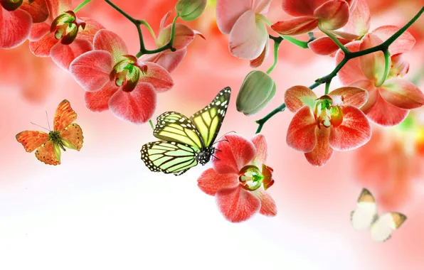 Бабочки, цветы, орхидея, flowers, beautiful, orchid, butterflies