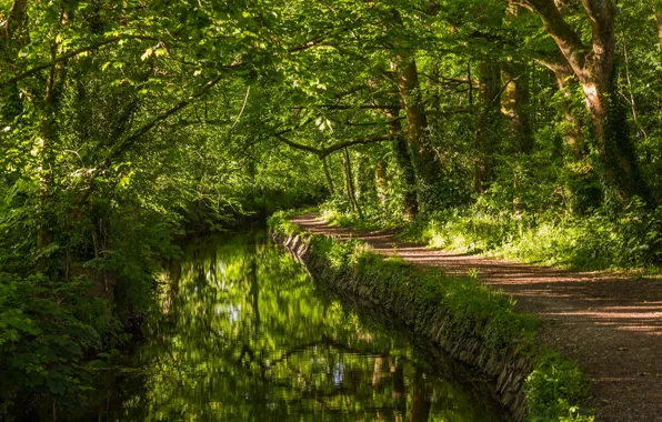 Зелень, лес, деревья, река, Англия, речка, тропинка, England