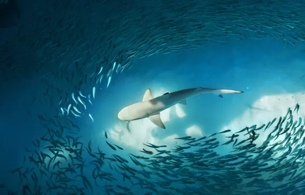 Ocean, water, shark, fish