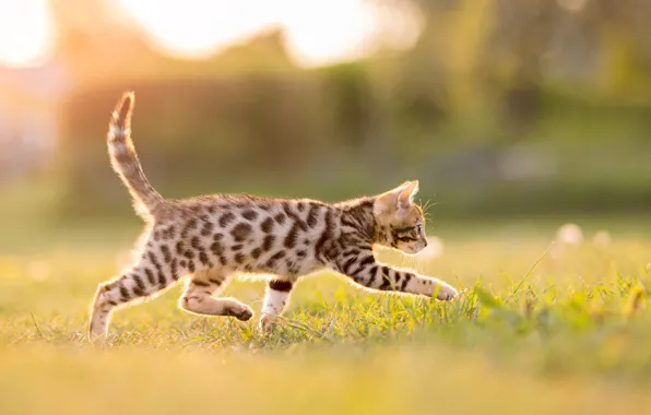 Кошка, трава, кот, взгляд, свет, природа, поза, котенок