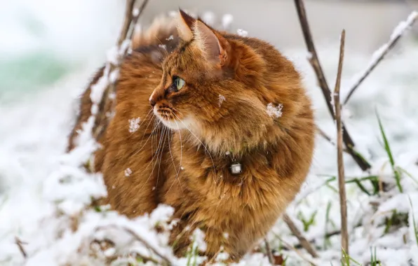 Зима, кошка, глаза, снежинки, фон, шерсть