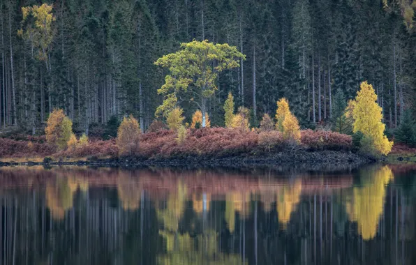 Картинка осень, лес, деревья, озеро, отражение