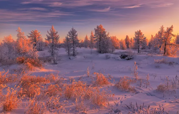 Зима, лес, облака, свет, снег, пейзаж, закат, природа