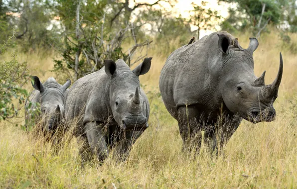 Природа, группа, носороги