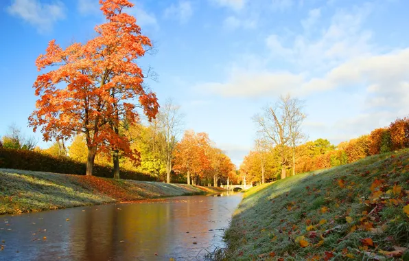 Картинка иней, осень, трава, листья, деревья, пейзаж, природа, парк