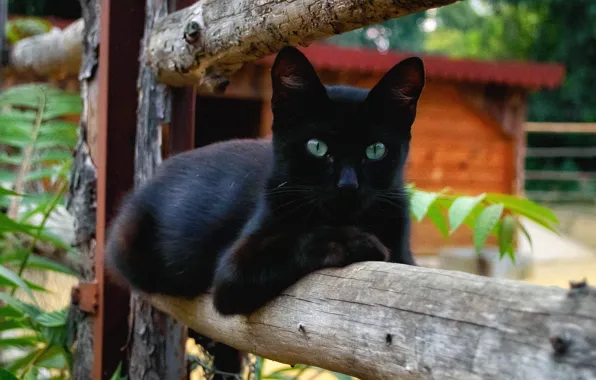 Картинка животные, кот, черный