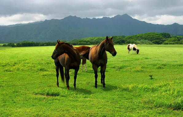 Картинка поле, животные, небо, трава, земля, кони, лошади, пастбище