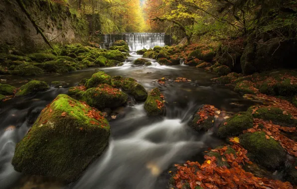 Картинка осень, лес, листья, река, камни, водопад, мох, Швейцария