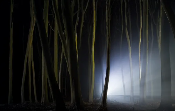 Картинка лес, свет, ночь, природа