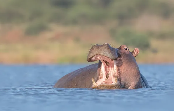Взгляд, морда, вода, портрет, купание, пасть, бегемот, водоем
